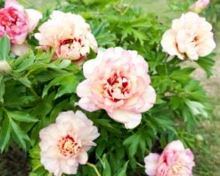 Paeonia 'Callie's Memory' 9 Paeonia 'Callie's Memory' -Beauty Flowers Shop peony callies memory 3