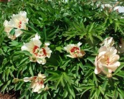 Paeonia 'Callie's Memory' 10 Paeonia 'Callie's Memory' -Beauty Flowers Shop peony callies memory 4