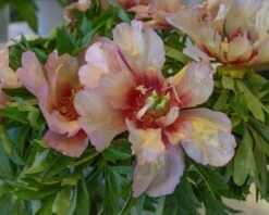 Paeonia 'Callie's Memory' 11 Paeonia 'Callie's Memory' -Beauty Flowers Shop peony callies memory 5