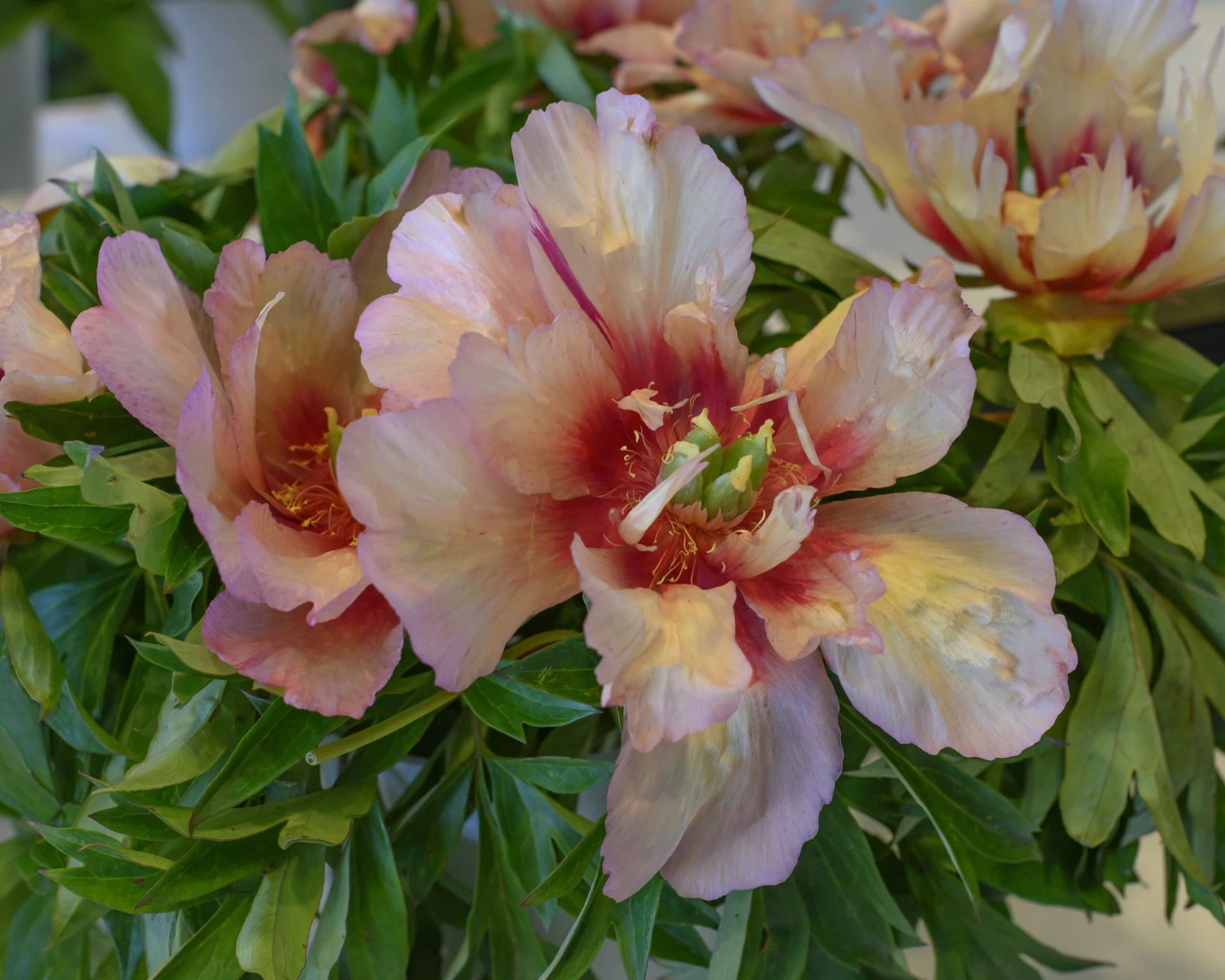 Paeonia 'Callie's Memory' 7 Paeonia 'Callie's Memory' - Image 5