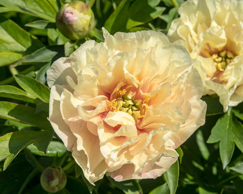 Paeonia 'Canary Brilliants' 4 Paeonia 'Canary Brilliants' - Image 2