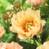 Paeonia 'Canary Brilliants' 2 Paeonia 'Canary Brilliants' -Beauty Flowers Shop peony canary brilliants 2