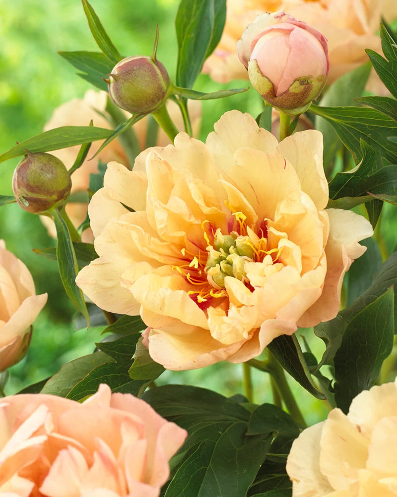 Paeonia 'Canary Brilliants' 3 Paeonia 'Canary Brilliants'