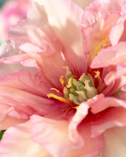 Paeonia 'Canary Brilliants' 9 Paeonia 'Canary Brilliants' -Beauty Flowers Shop peony canary brilliants 3