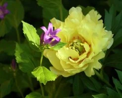 Paeonia 'Canary Brilliants' 11 Paeonia 'Canary Brilliants' -Beauty Flowers Shop peony canary brilliants 5