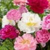 Peony Collection 'Colourburst' 2 Peony Collection 'Colourburst' -Beauty Flowers Shop peony colourburst 0