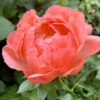 Paeonia 'Coral Charm' 2 Paeonia 'Coral Charm' -Beauty Flowers Shop peony coral charm 0