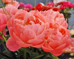 Paeonia 'Coral Charm' 13 Paeonia 'Coral Charm' -Beauty Flowers Shop peony coral charm 2