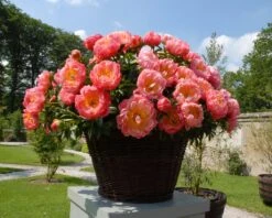 Paeonia 'Coral Charm' 16 Paeonia 'Coral Charm' -Beauty Flowers Shop peony coral charm 4