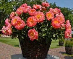 Paeonia 'Coral Charm' 14 Paeonia 'Coral Charm' -Beauty Flowers Shop peony coral charm 5