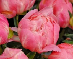 Paeonia 'Coral Charm' 15 Paeonia 'Coral Charm' -Beauty Flowers Shop peony coral charm 7