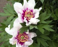Paeonia 'Cora Louise' 10 Paeonia 'Cora Louise' -Beauty Flowers Shop peony coral louise 1
