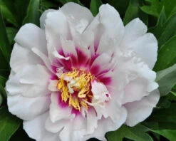 Paeonia 'Cora Louise' 11 Paeonia 'Cora Louise' -Beauty Flowers Shop peony coral louise 3