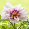 Paeonia 'Cora Louise' 1 Paeonia 'Cora Louise' -Beauty Flowers Shop peony coral louise 4