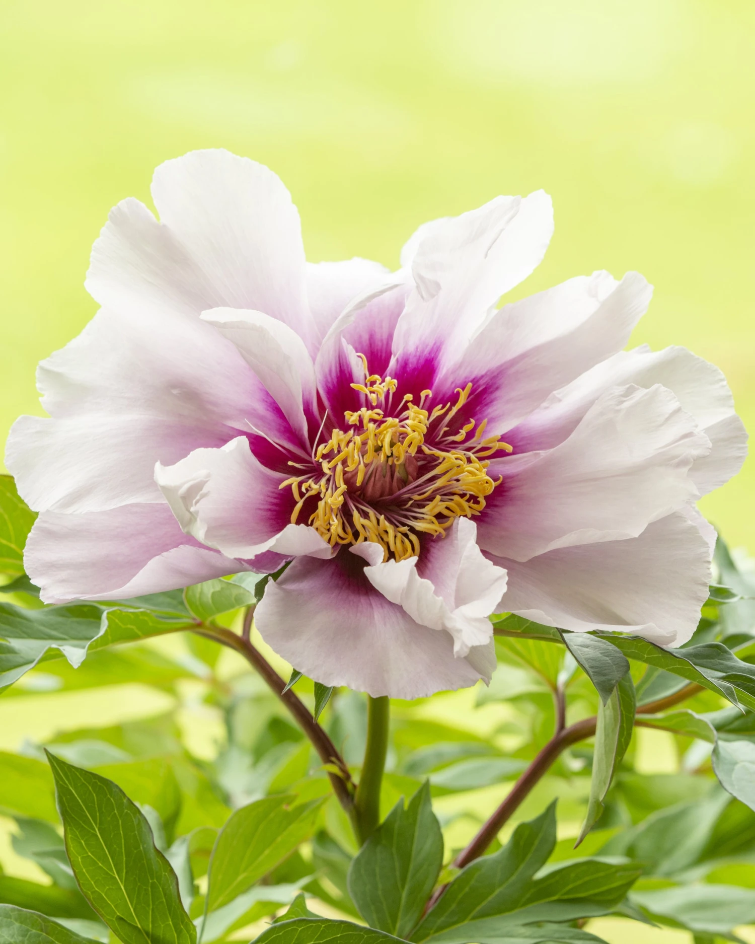 Paeonia 'Cora Louise' 2 Paeonia 'Cora Louise'
