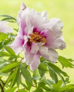 Paeonia 'Cora Louise' 12 Paeonia 'Cora Louise' -Beauty Flowers Shop peony coral louise 5