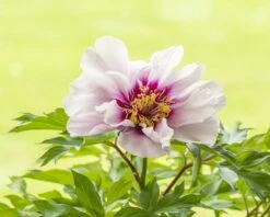 Paeonia 'Cora Louise' 9 Paeonia 'Cora Louise' -Beauty Flowers Shop peony coral louise 6
