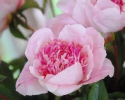 Paeonia 'Do Tell' 15 Paeonia 'Do Tell' -Beauty Flowers Shop peony do tell 2