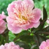 Paeonia 'Do Tell' 1 Paeonia 'Do Tell' -Beauty Flowers Shop peony do tell 3