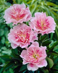 Paeonia 'Do Tell' 16 Paeonia 'Do Tell' -Beauty Flowers Shop peony do tell 4