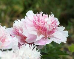 Paeonia 'Do Tell' 12 Paeonia 'Do Tell' -Beauty Flowers Shop peony do tell 7
