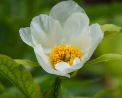 Paeonia Emodi 18 Paeonia Emodi -Beauty Flowers Shop peony emodi 1