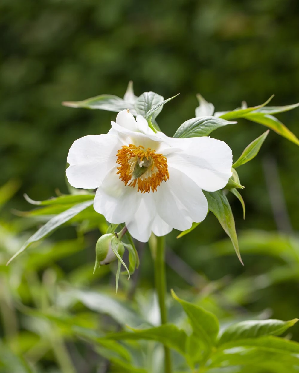 Paeonia Emodi 9 Paeonia Emodi - Image 7