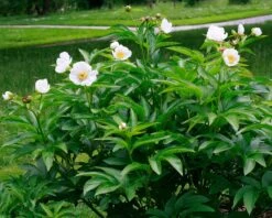 Paeonia Emodi 15 Paeonia Emodi -Beauty Flowers Shop peony emodi 4