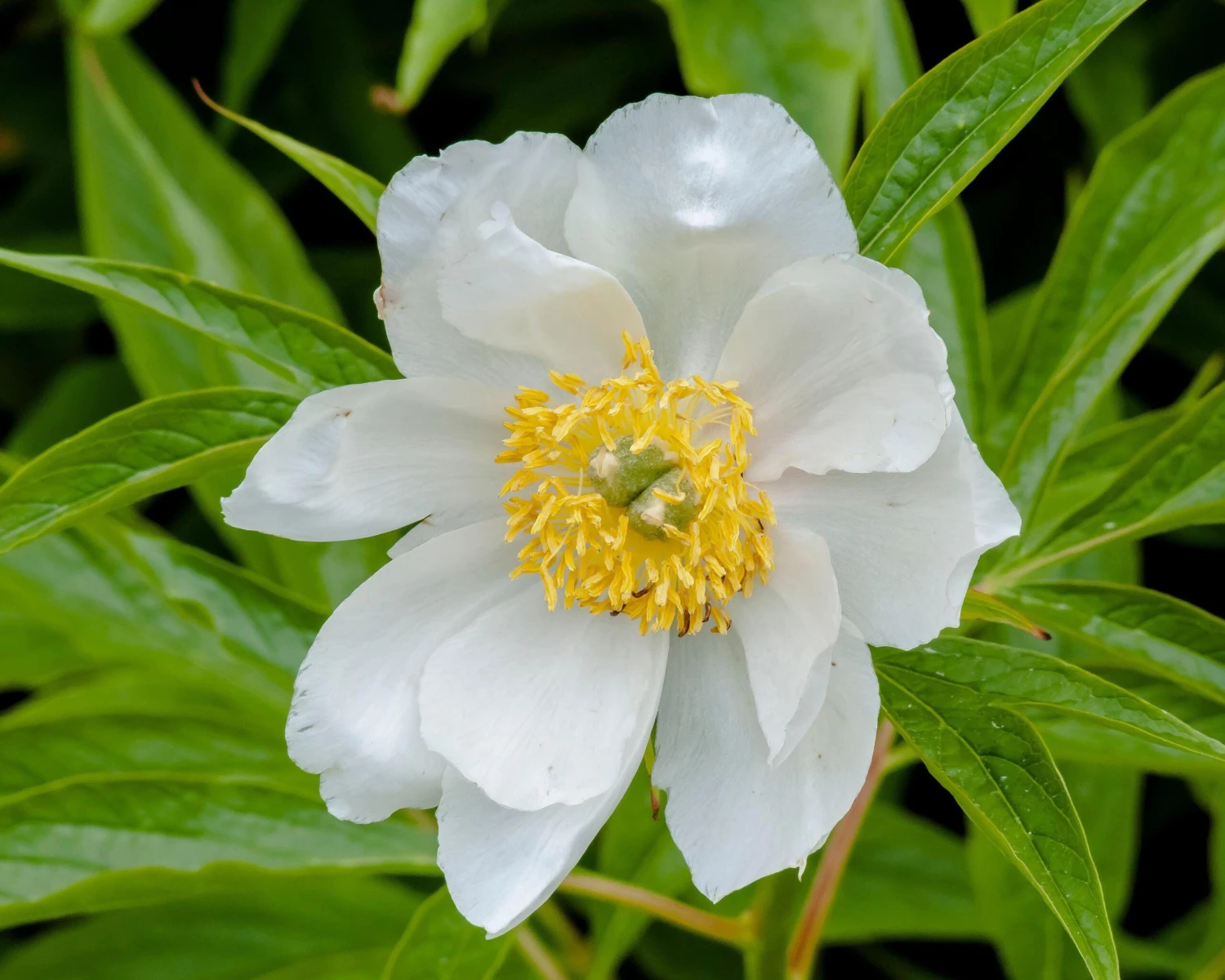 Paeonia Emodi 11 Paeonia Emodi - Image 9