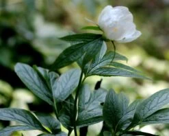 Paeonia Emodi 20 Paeonia Emodi -Beauty Flowers Shop peony emodi 7