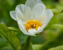 Paeonia Emodi 23 Paeonia Emodi -Beauty Flowers Shop peony emodi 8