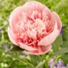 Paeonia 'Etched Salmon' 2 Paeonia 'Etched Salmon' -Beauty Flowers Shop peony etched salmon 1