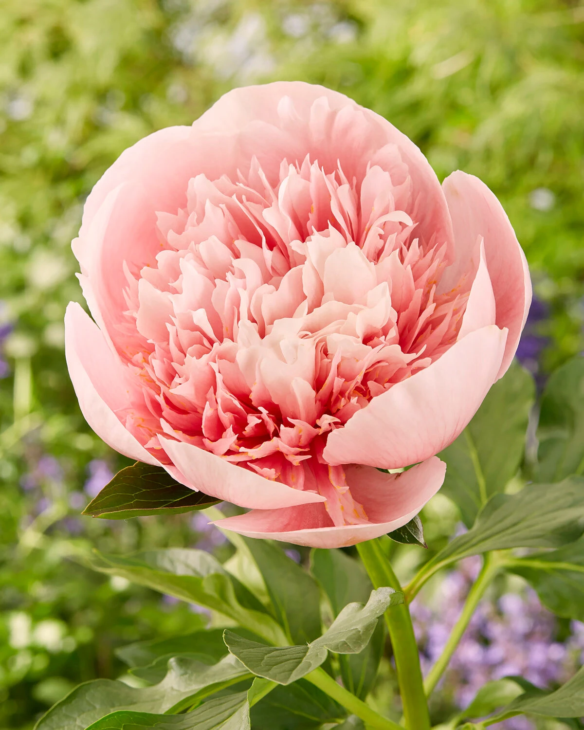 Paeonia 'Etched Salmon' 3 Paeonia 'Etched Salmon'