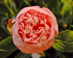 Paeonia 'Etched Salmon' 18 Paeonia 'Etched Salmon' -Beauty Flowers Shop peony etched salmon 2