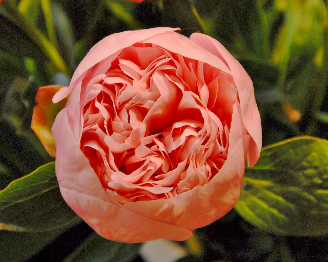 Paeonia 'Etched Salmon' 10 Paeonia 'Etched Salmon' - Image 8