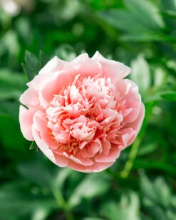 Paeonia 'Etched Salmon' 15 Paeonia 'Etched Salmon' -Beauty Flowers Shop peony etched salmon 3
