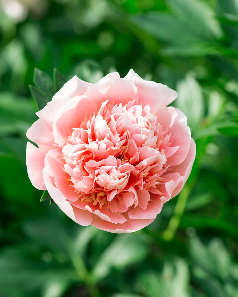 Paeonia 'Etched Salmon' 7 Paeonia 'Etched Salmon' - Image 5