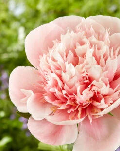 Paeonia 'Etched Salmon' 14 Paeonia 'Etched Salmon' -Beauty Flowers Shop peony etched salmon 4