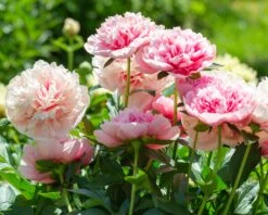 Paeonia 'Etched Salmon' 13 Paeonia 'Etched Salmon' -Beauty Flowers Shop peony etched salmon 5