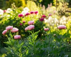 Paeonia 'Etched Salmon' 16 Paeonia 'Etched Salmon' -Beauty Flowers Shop peony etched salmon 6