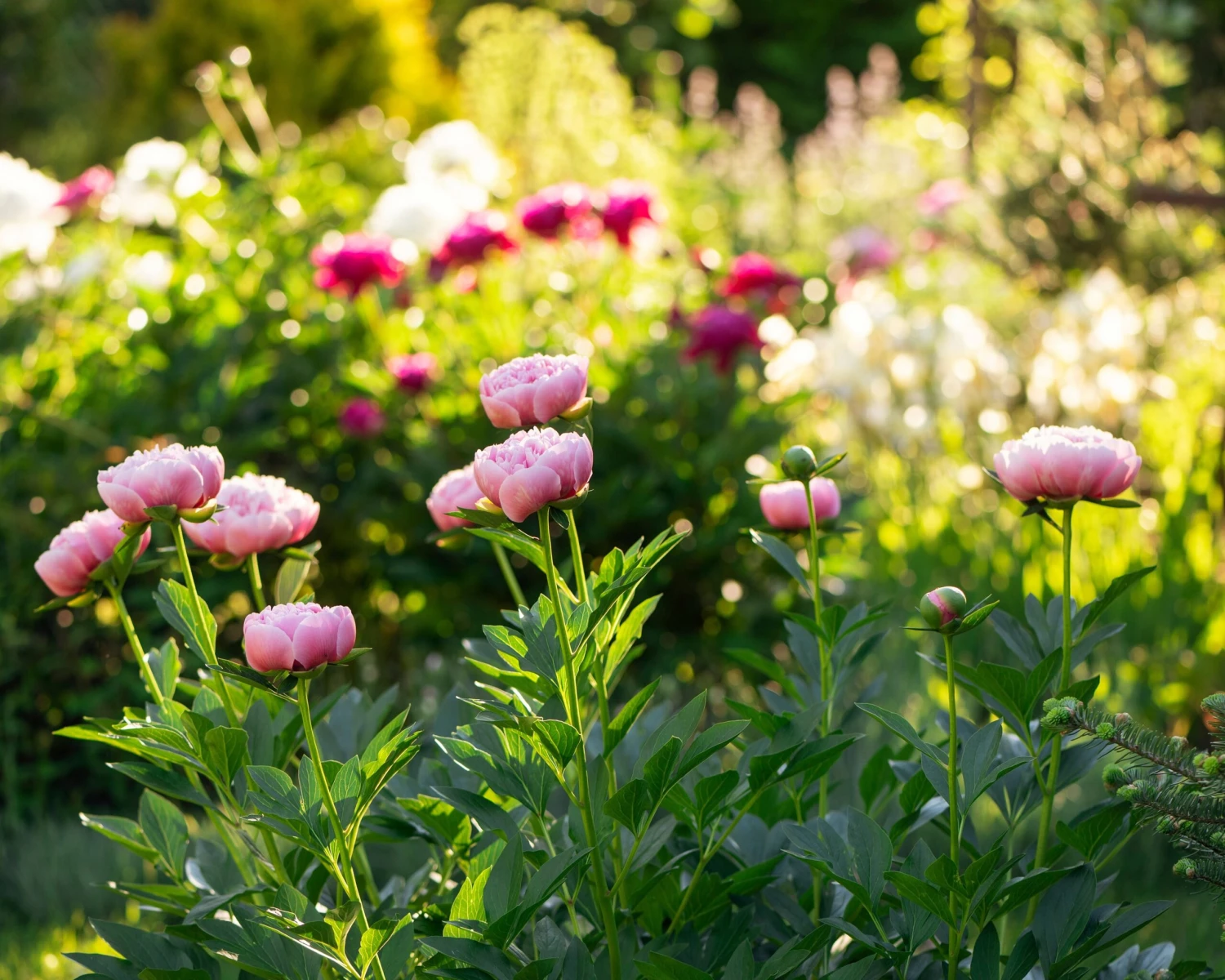 Paeonia 'Etched Salmon' 8 Paeonia 'Etched Salmon' - Image 6