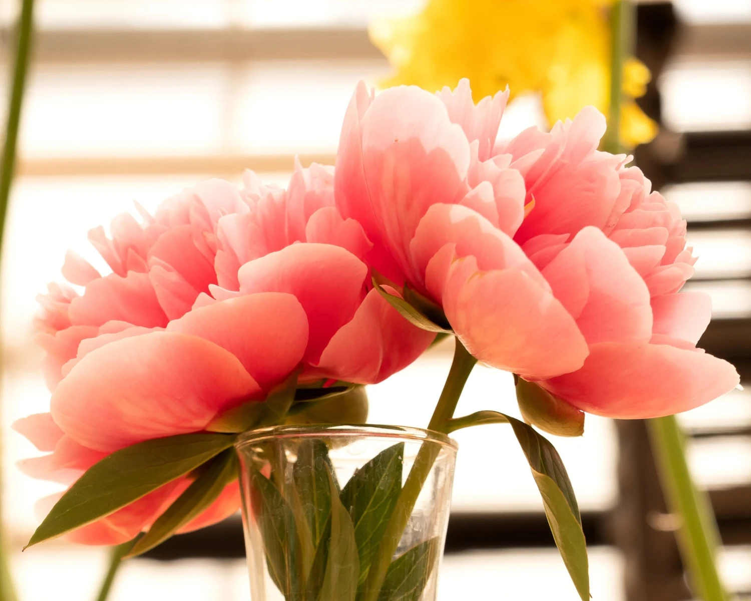 Paeonia 'Etched Salmon' 9 Paeonia 'Etched Salmon' - Image 7