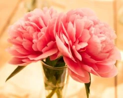 Paeonia 'Etched Salmon' 19 Paeonia 'Etched Salmon' -Beauty Flowers Shop peony etched salmon 8