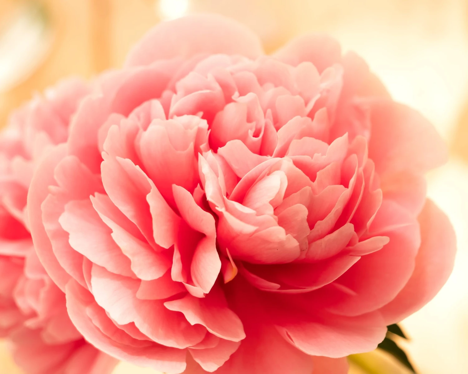 Paeonia 'Etched Salmon' 4 Paeonia 'Etched Salmon' - Image 2