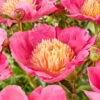 Paeonia 'Flame' 1 Paeonia 'Flame' -Beauty Flowers Shop peony flame 0