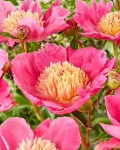 Featured Products 9 Paeonia 'Flame'
