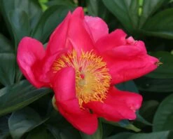 Paeonia 'Flame' 18 Paeonia 'Flame' -Beauty Flowers Shop peony flame 1