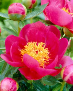 Paeonia 'Flame' 14 Paeonia 'Flame' -Beauty Flowers Shop peony flame 1 80c41223 df9b 41a9 b902 4452799a233f