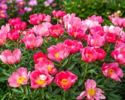 Featured Products -Beauty Flowers Shop peony flame 2