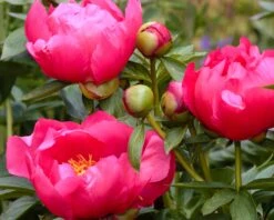 Paeonia 'Flame' 17 Paeonia 'Flame' -Beauty Flowers Shop peony flame 3